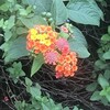 Lantana