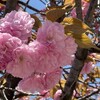 桜は八重桜派