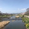 春の下鴨神社✨