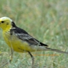 Citrine Wagtail キガシラセキレイ (インドの鳥その138)