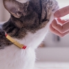 愛猫の「いつもと違う」を見逃さない——24時間見守るスマート首輪「Catlog 2」で変わる猫との暮らし