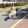 中国河南省開封市、初夏のサイクリングロード（开封沿黄生态廊道）を通って黄河を目指す☆2023.6.30サイクリング前編