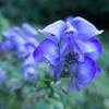 秋の野の花散歩