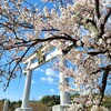 【京都】長岡京市、『長岡天満宮』に桜を見に行ってきました。 京都桜 京都観光 そうだ京都行こう