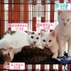 今いる猫ちゃんのご紹介。⑪～⑭