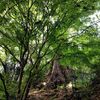 心に残ったのは自然の美しさ。それでいいのだ。（九州の神社を巡った。2025GW）