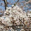 ソメイヨシノの北限は東明公園だという