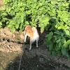 愛犬の散歩中見かけたサトイモを見て散水する必要性を感じた