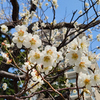 Part 2　白山神社に梅の花を観に行ってきました