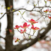 四月の天気は、ややこしそう‥