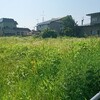 今日は草刈りと草むしり