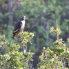 ムネアカハイタカ(Rufous-breasted Sparrowhawk)