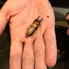 【オキピタリスノコギリクワガタ、成虫になりました。】