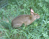 野生の兎「ニホンノウサギ」