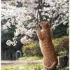 来年、桜は咲くのだろうか (。>ω<。)