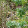 浜離宮恩賜庭園〜猫に誘われて