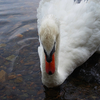 白鳥の湖