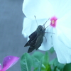 今は秋なのかな？