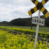 桜と菜の花とことこと列車！