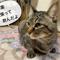 猫のえづく咳が心配 原因は ノミアレルギーを治したかもしれない方法 光の人生ノート My Scrap Book 猫のえづく咳が心配 原因は ノミアレルギーを治したかもしれない方法 光の人生ノート My Scrap Book