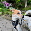 柴犬には気遣いのできる犬と足の痛い飼い主。