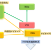 脳報酬系と鎮痛のメカニズム