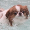 【犬生初！プールで犬かき】伊豆に来ました！