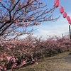 千本桜お花見