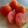 ほったらかし家庭菜園のトマト収穫