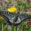 アゲハチョウ