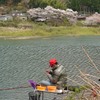 矢部村の桜、シャクナゲ