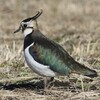 冠羽の素敵なタゲリ