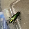 8月の最後の日曜もにぎやかでした＾＾