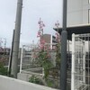 立葵