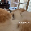 雨田甘夏、手持ち無沙汰です。【猫と運動会と休憩事情】