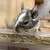 しろごまあん1240日目
