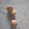 プランターのひよこ豆、スイカ