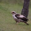 カンムリワシの若・その後