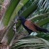 オオバンケン(Greater Coucal)