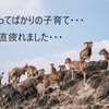 【子供のことで謝ってばかり！】母親が謝ってばかりの育児がしんどい（小学生のヤンチャな男の子の育児疲弊します）
