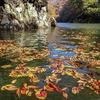 水面にも紅葉