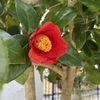 やぶ椿の花が咲きました