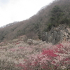 湯河原幕山公園の梅林