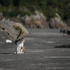 深島のねこさん