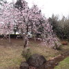 十余一公園の桜