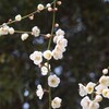 神の愛についての黙想（4）神の子とされるほど