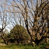 砧公園のエノキと昆虫