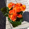 鍵垢のおばちゃんの思い再録。