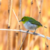 今季も何とかやって来てくれた＂ミコアイサ・オス＂そして＂ノスリ＂や＂カンムリカイツブリ＂など　　　　　　野鳥撮影《第480回》