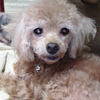 No.393 かれん （トイプードル 3〜4歳 ♀）